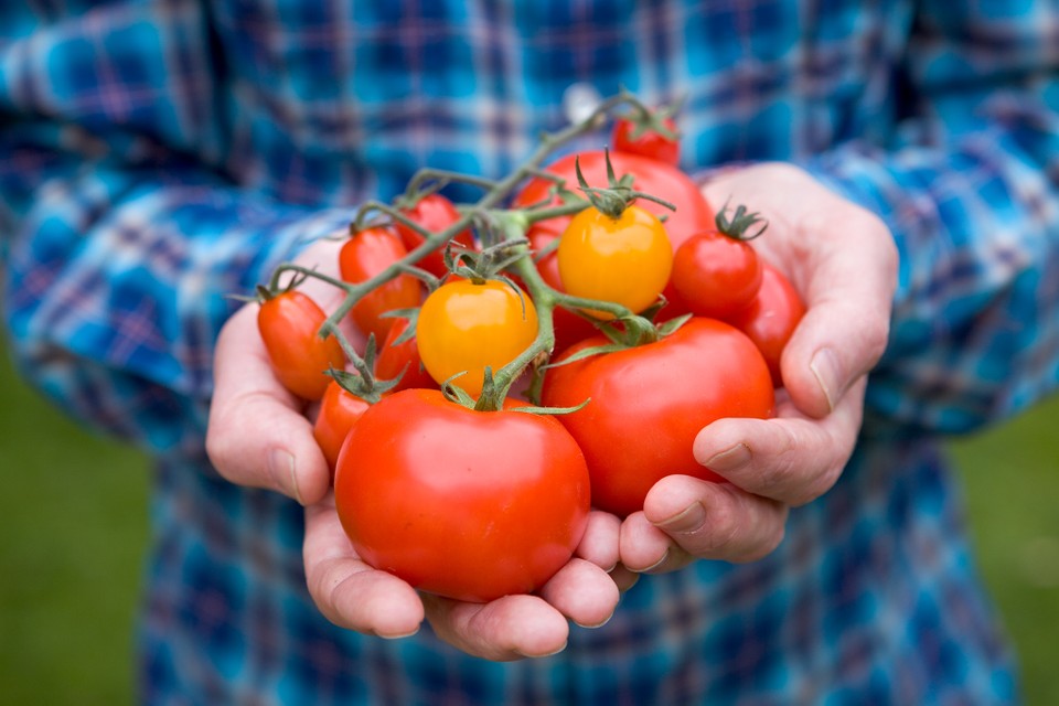 Tomatoes